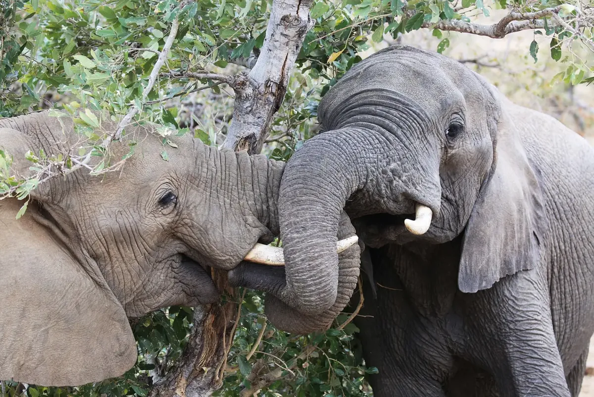 Two African elephants standing close together, one with its trunk at the other's mouth