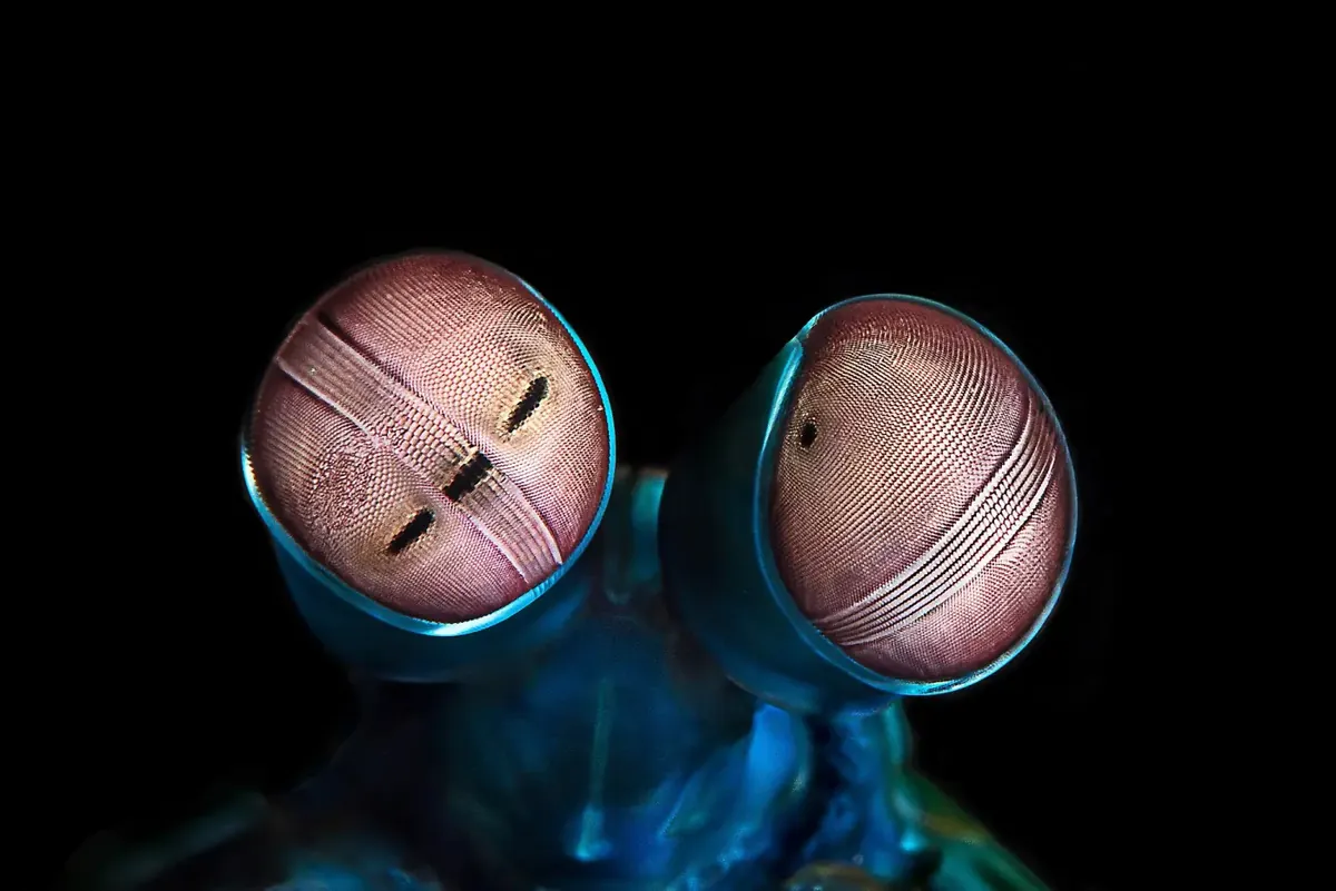 The two large, striped compound eyes of a mantis shrimp against a black background