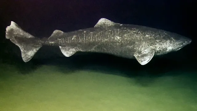 A Greenland shark gliding just above the seafloor