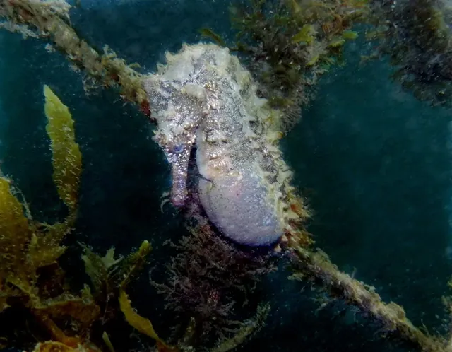 A pregnant male seahorse with a swollen brood pouch