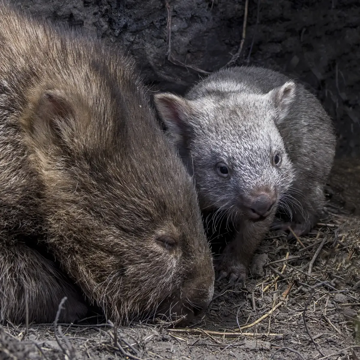A female wombat with her young in front of the burrow