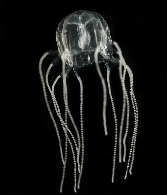 A transparent box jellyfish with long, beaded tentacles against a black background