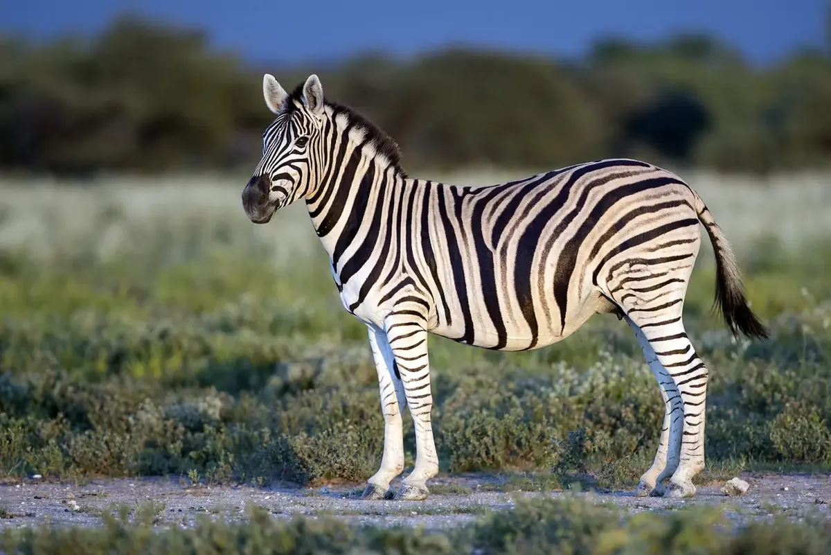 A plains zebra standing in the savanna
