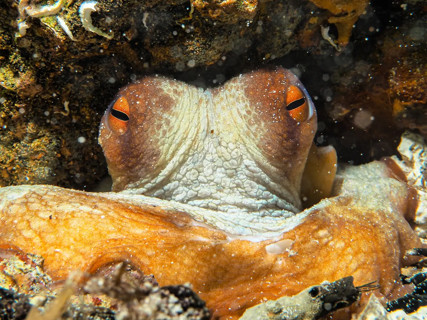 A common octopus peering out of a rock crevice