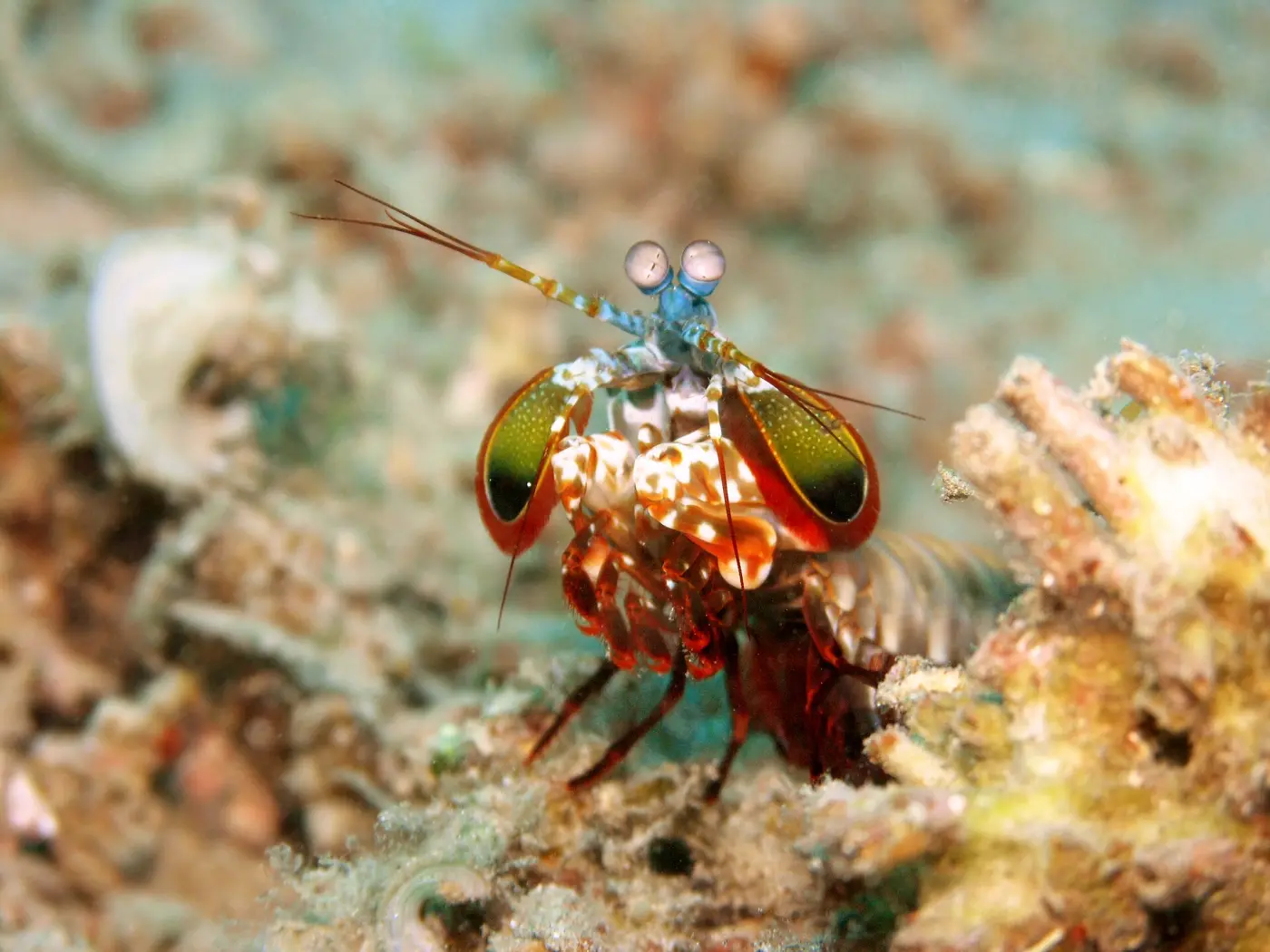 A colorful peacock mantis shrimp on the reef floor