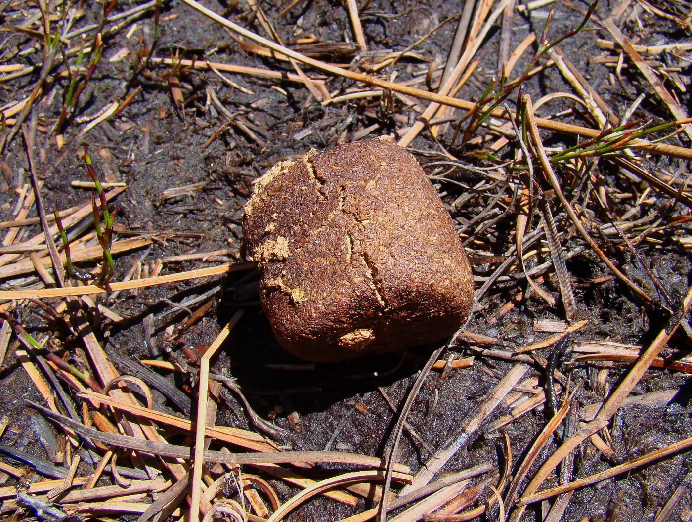A cube-shaped piece of wombat poop on dry grass