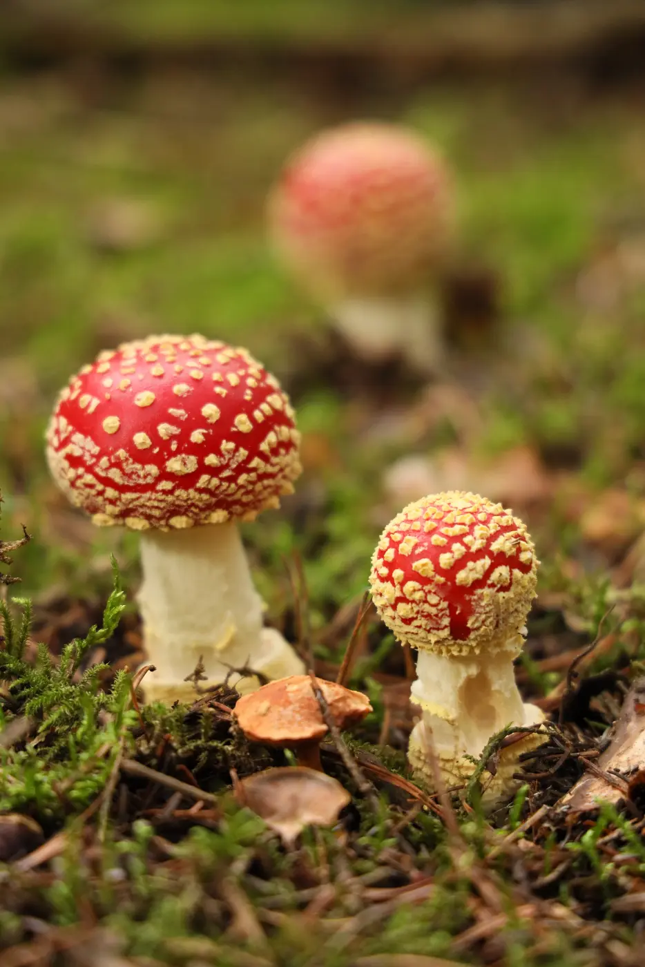 Two fly agarics with red, white-spotted caps on the forest floor