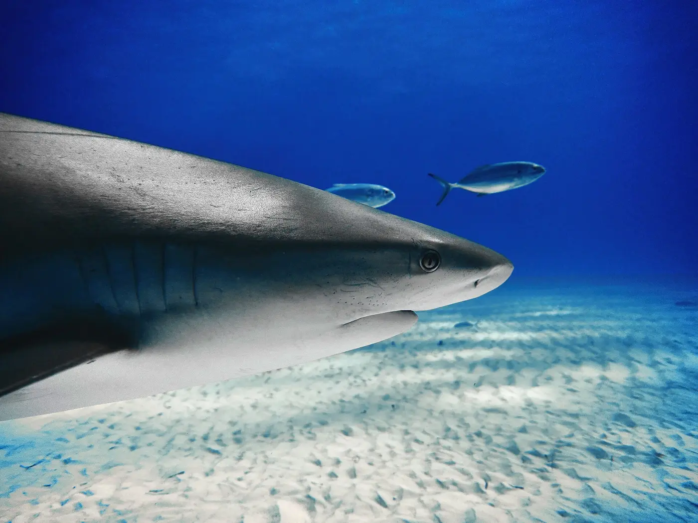Head of a Caribbean reef shark just above the sandy seafloor