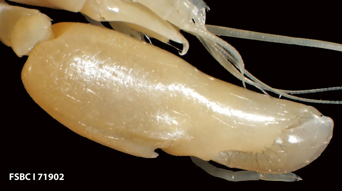 Close-up of the large snapping claw of a pistol shrimp