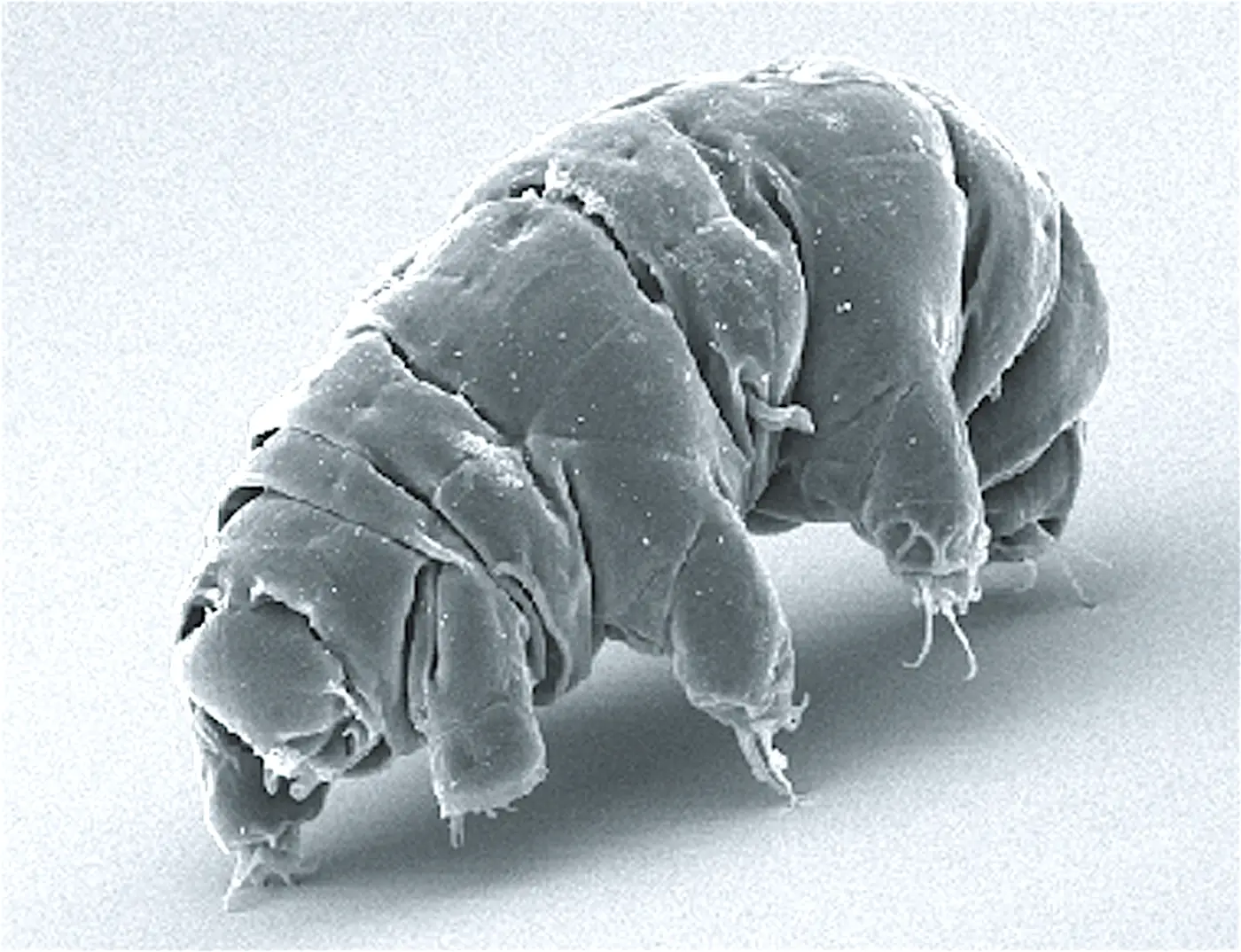 Scanning electron micrograph of a tardigrade