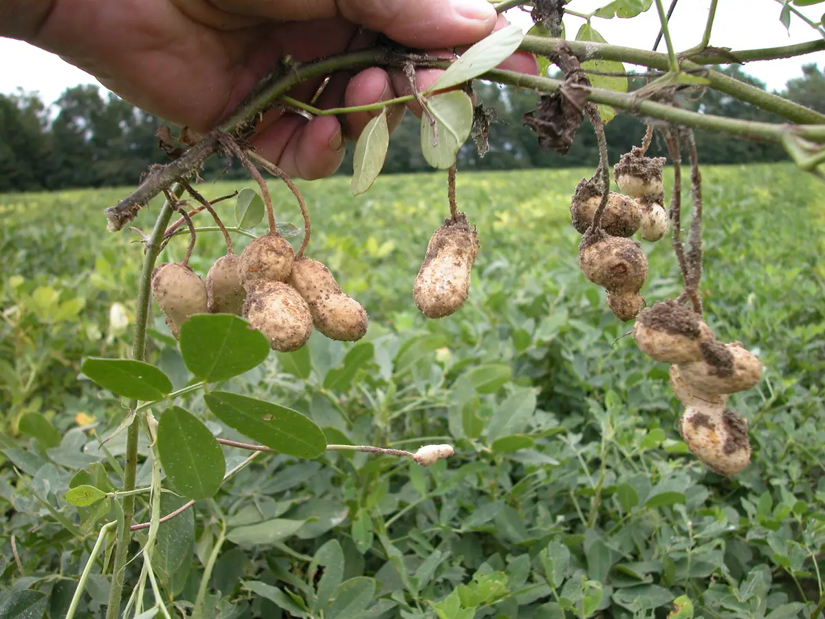 A dug-up peanut plant with pods on its roots