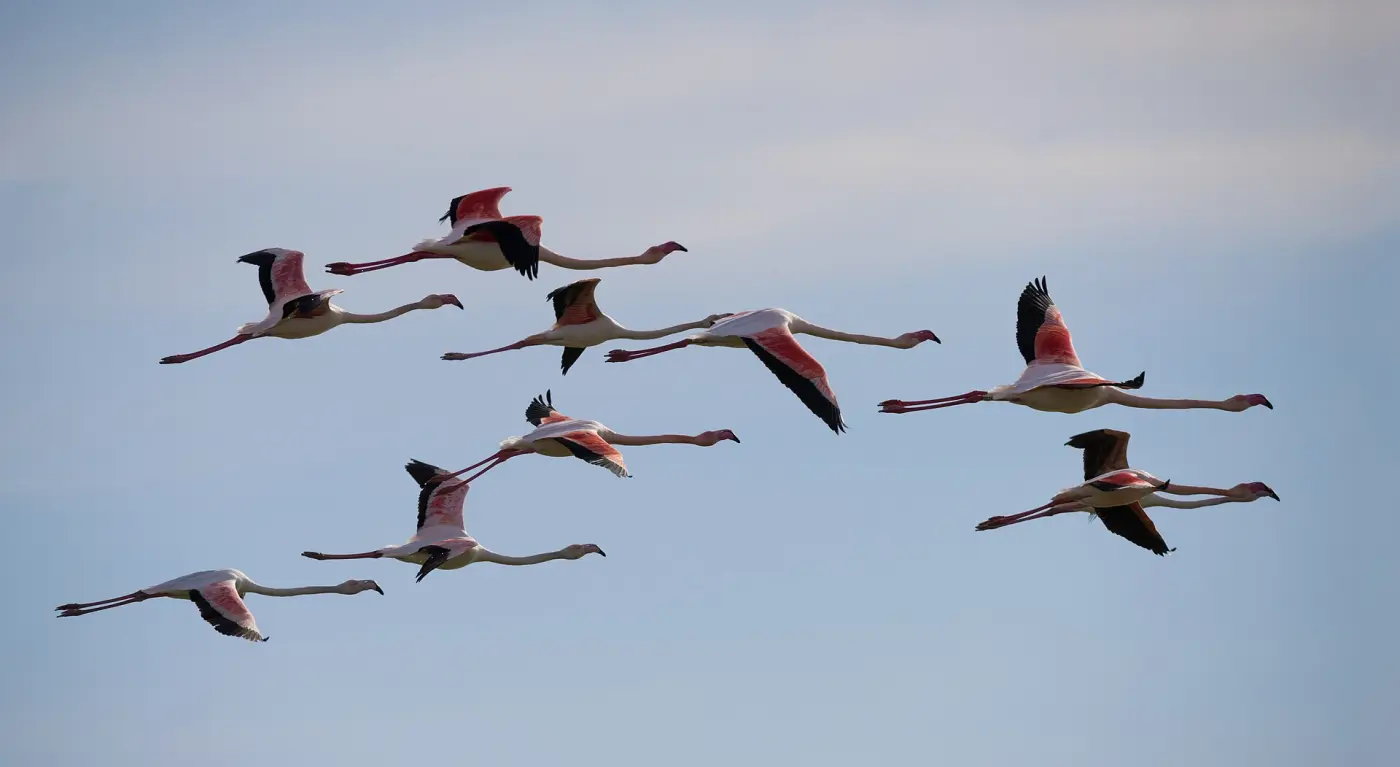 A flock of greater flamingos in flight