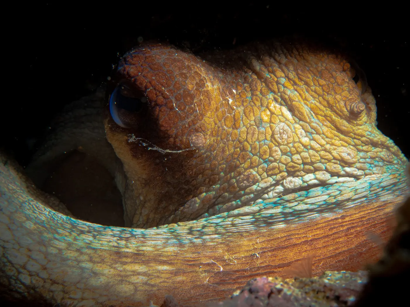 An octopus curled up in its arms