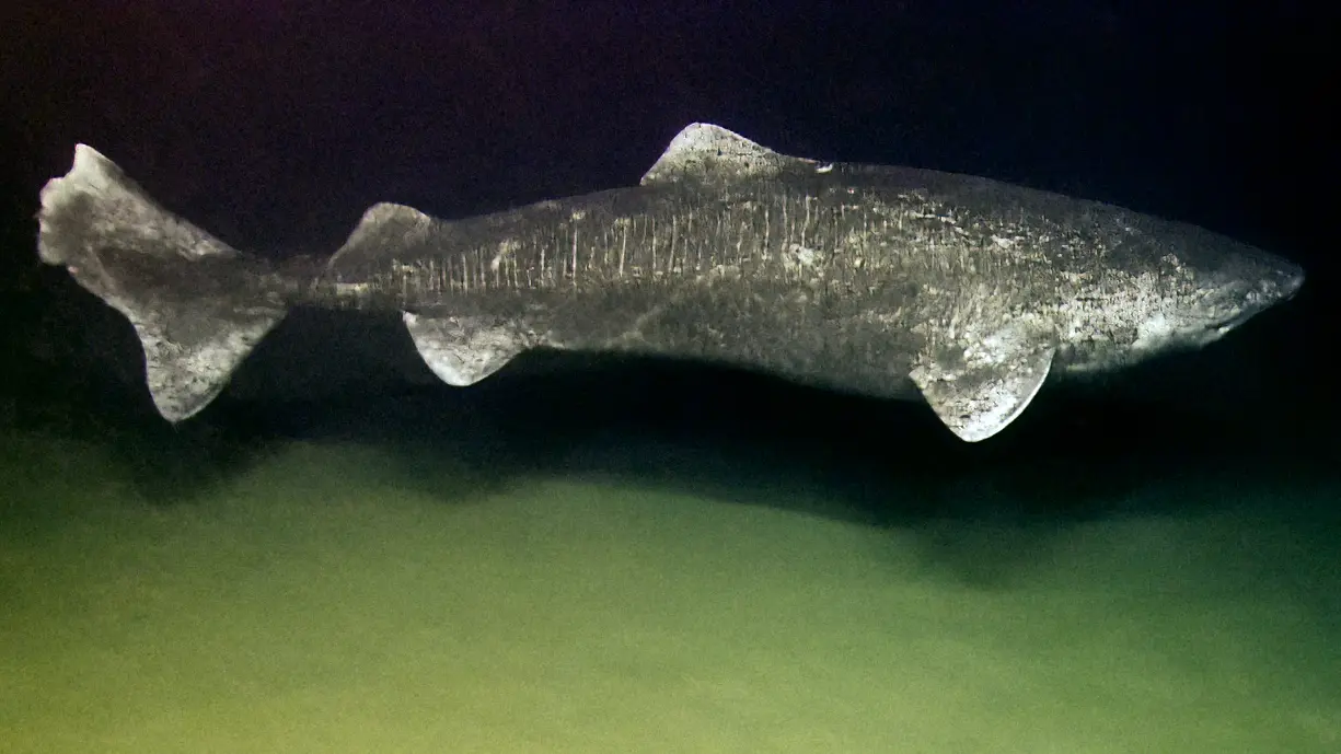 A Greenland shark gliding just above the seafloor