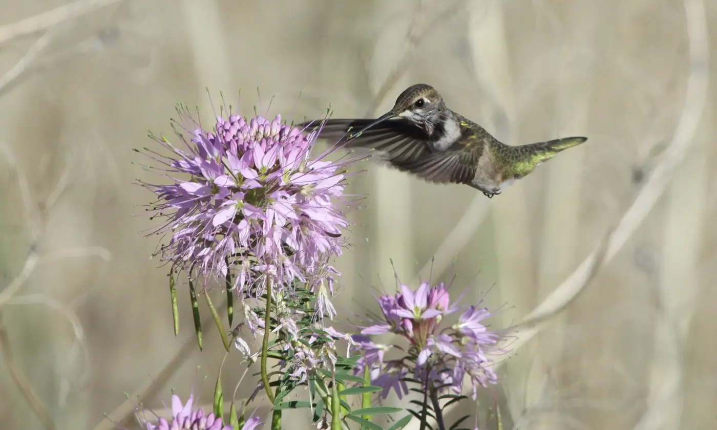 A hummingbird hovering in front of a purple flower