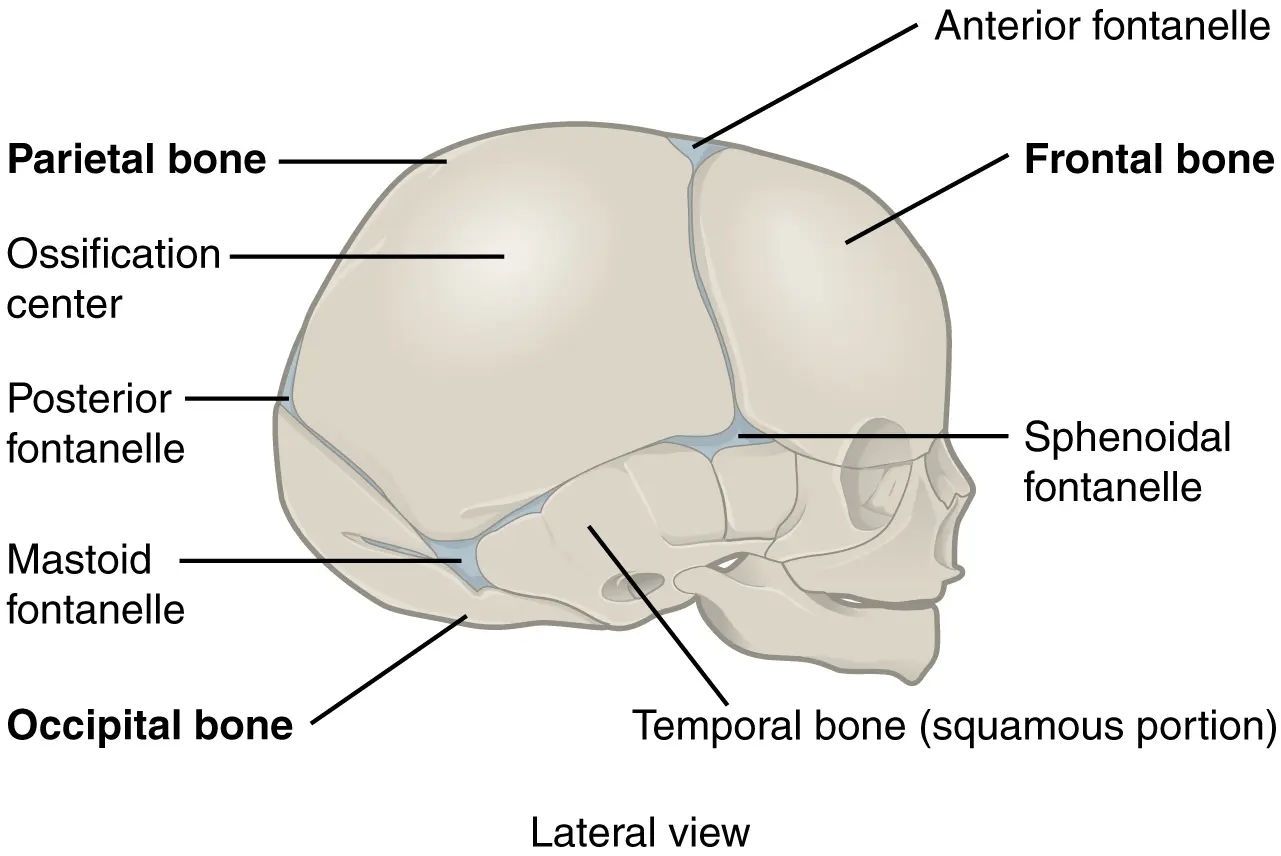 Drawing of a newborn's skull showing the fontanelles