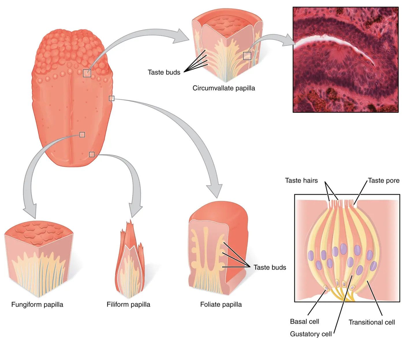 Textbook drawing of the tongue with papillae and taste buds