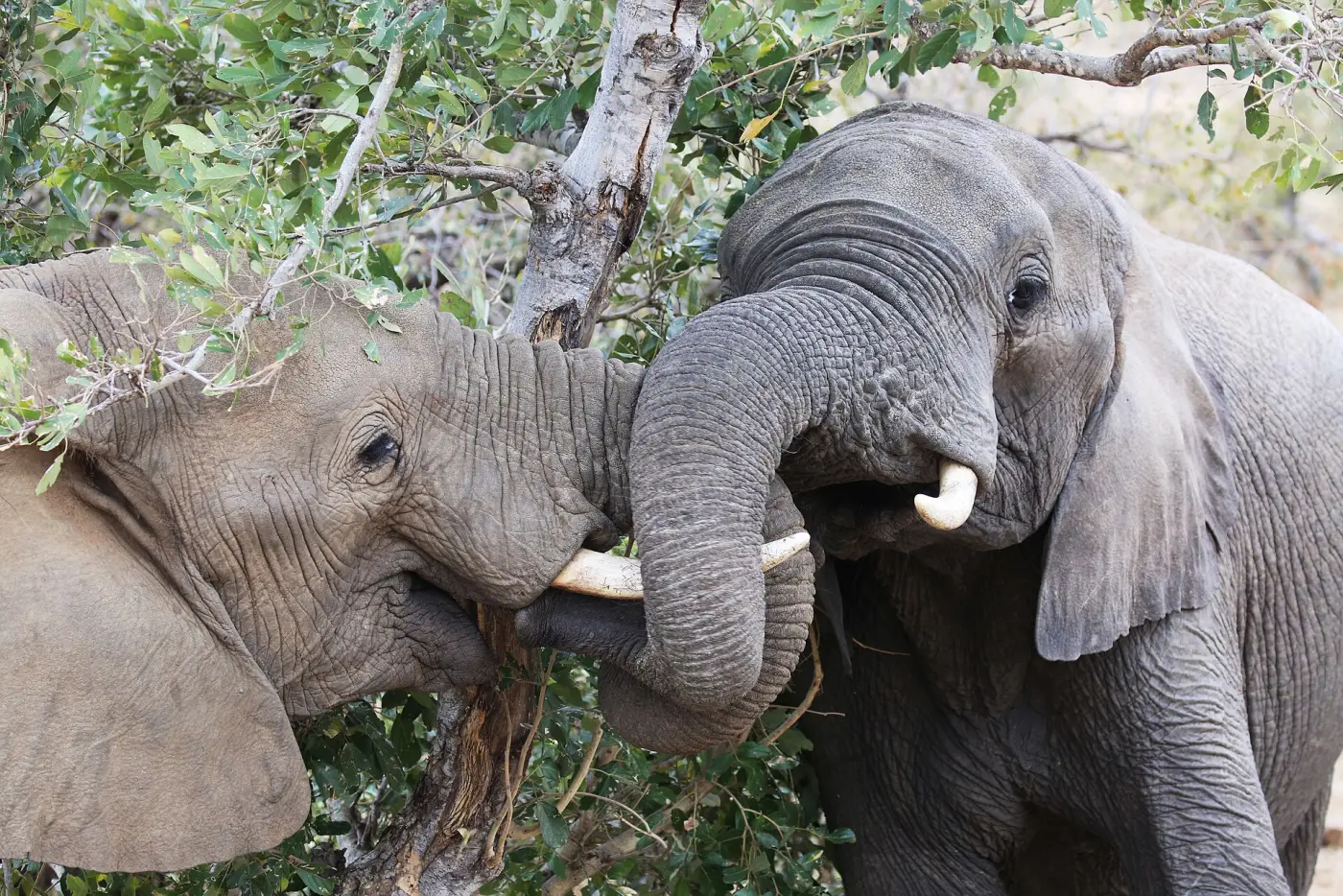 Two African elephants standing close together, one with its trunk at the other's mouth