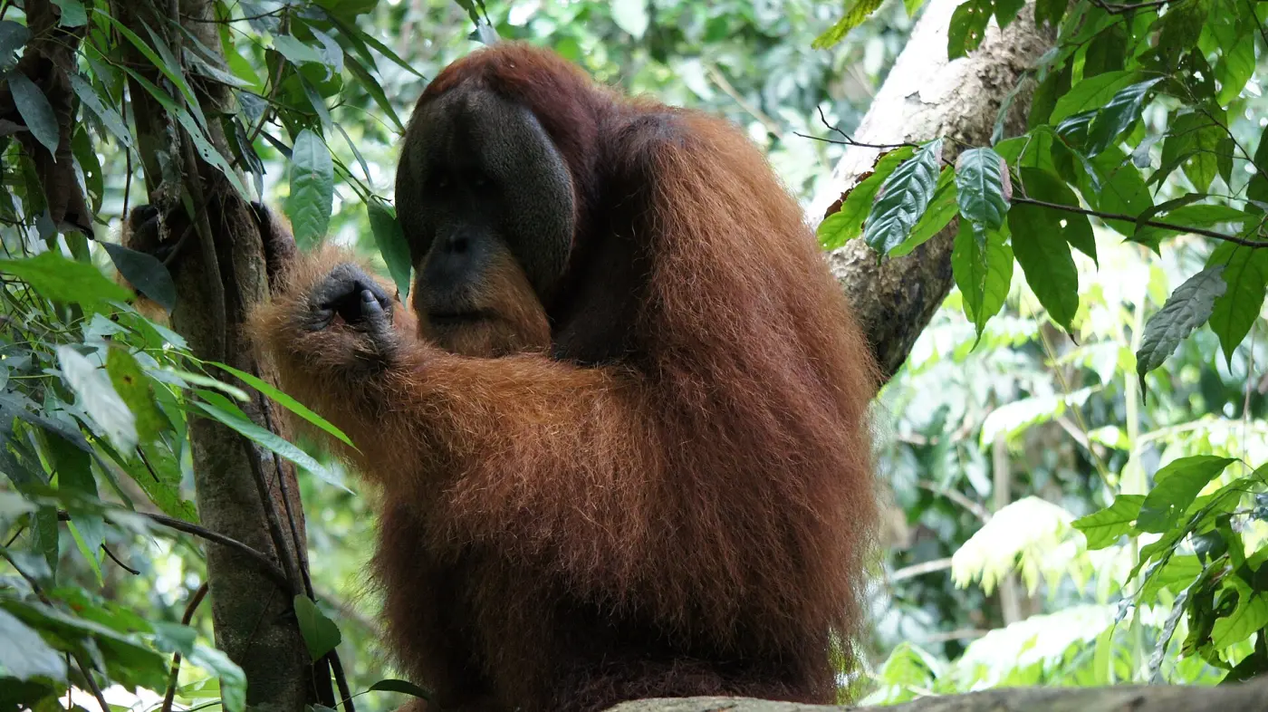 A male Sumatran orangutan with broad cheek pads sitting in the rainforest