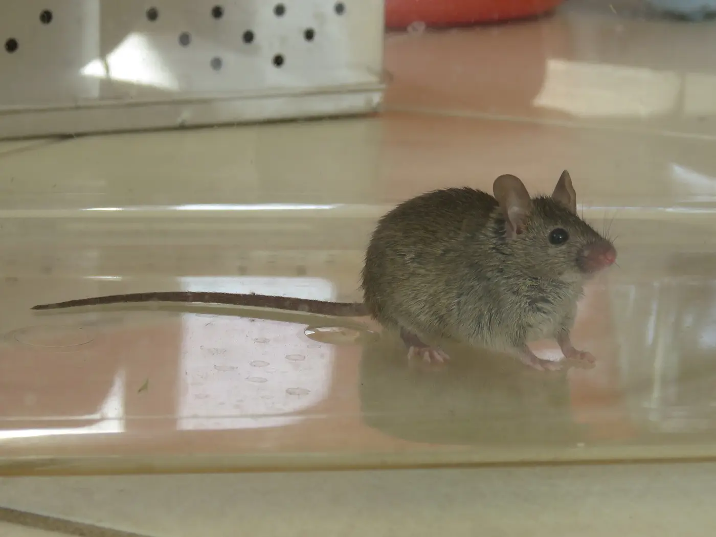 A house mouse sitting in a clear plastic box