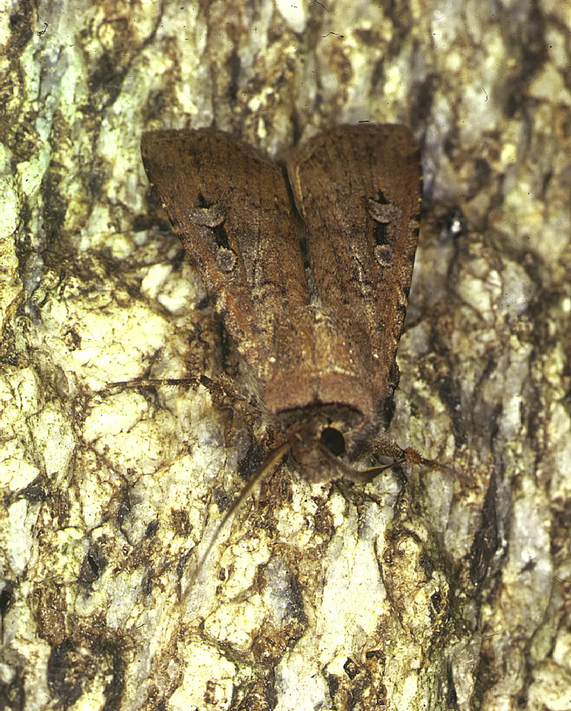 A grey-brown Bogong moth resting on tree bark with its wings folded