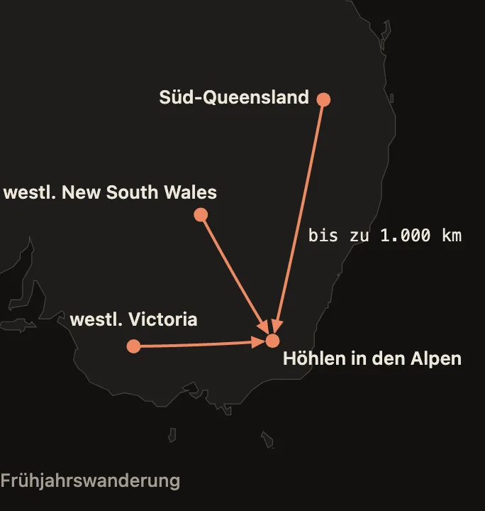 Karte Südostaustraliens: Linien führen von Süd-Queensland, dem westlichen New South Wales und dem westlichen Victoria zu Höhlen in den Australischen Alpen; die längste Strecke misst bis zu 1.000 Kilometer.