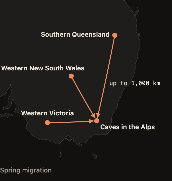 Map of south-eastern Australia: lines run from southern Queensland, western New South Wales and western Victoria to caves in the Australian Alps; the longest route is up to 1,000 kilometres.