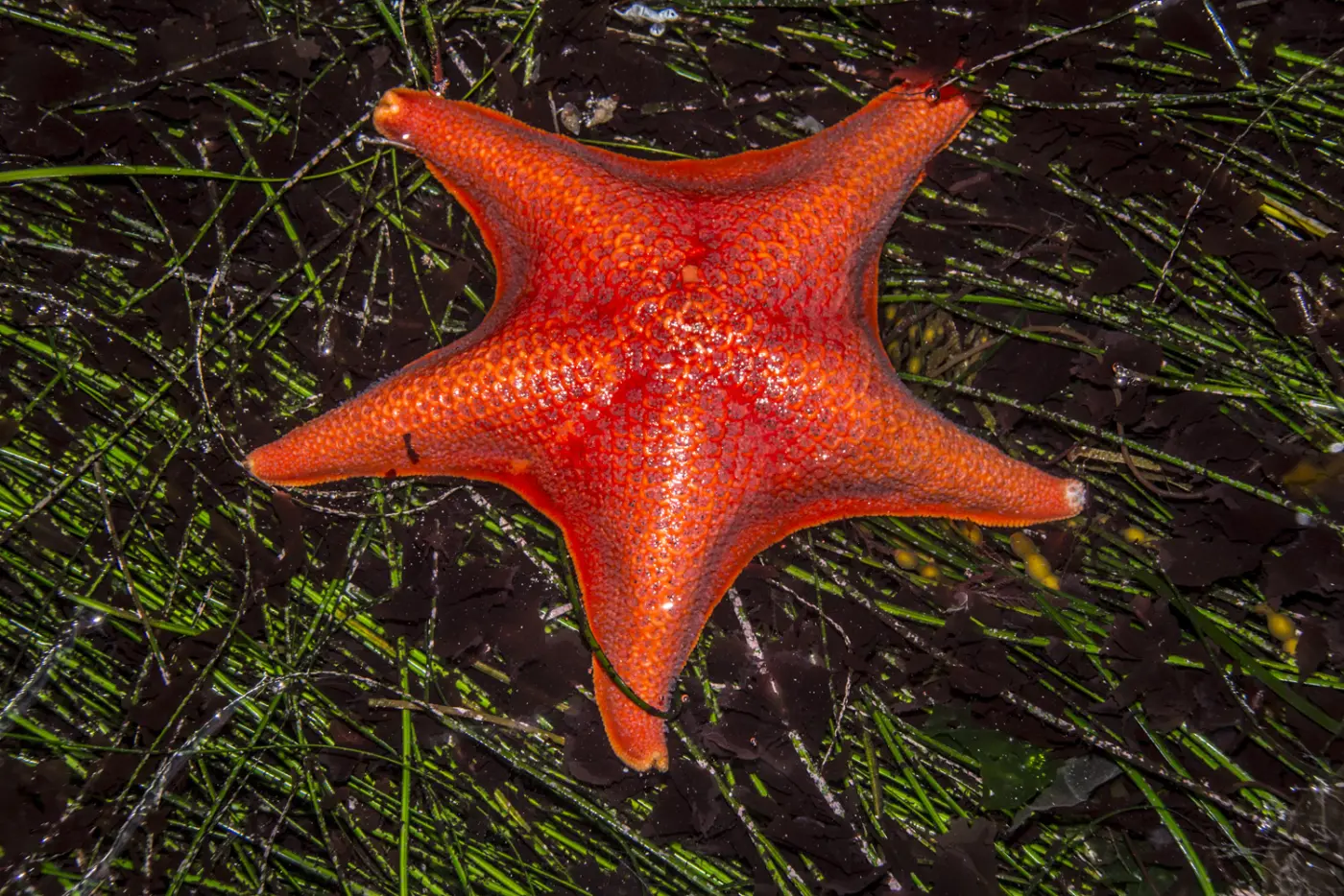 An orange-red bat star (Patiria miniata) among green grass blades and dark algae