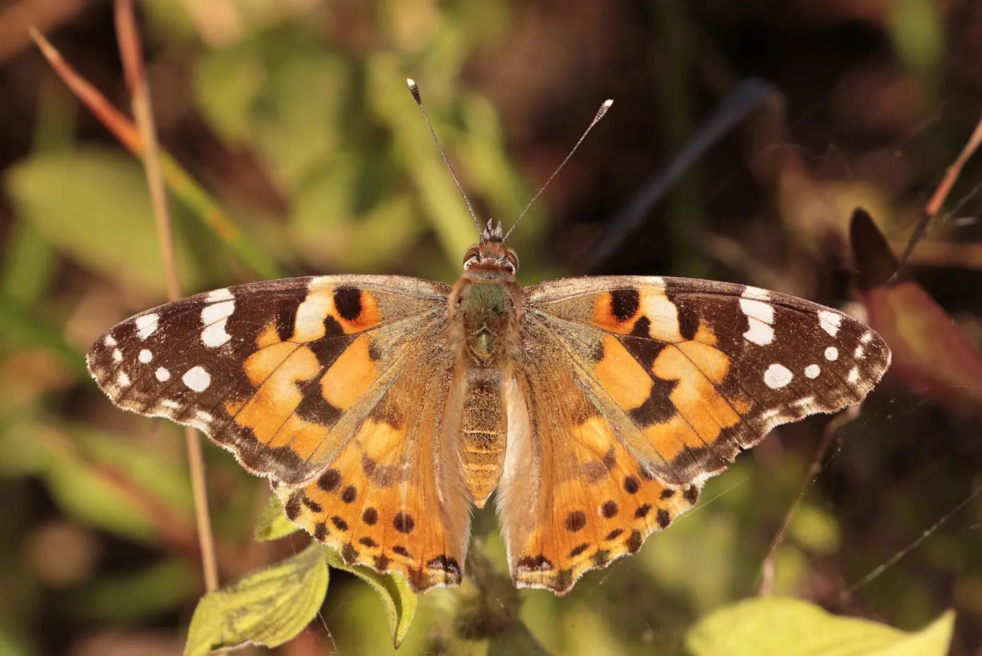 A painted lady with its orange, black and white wings spread
