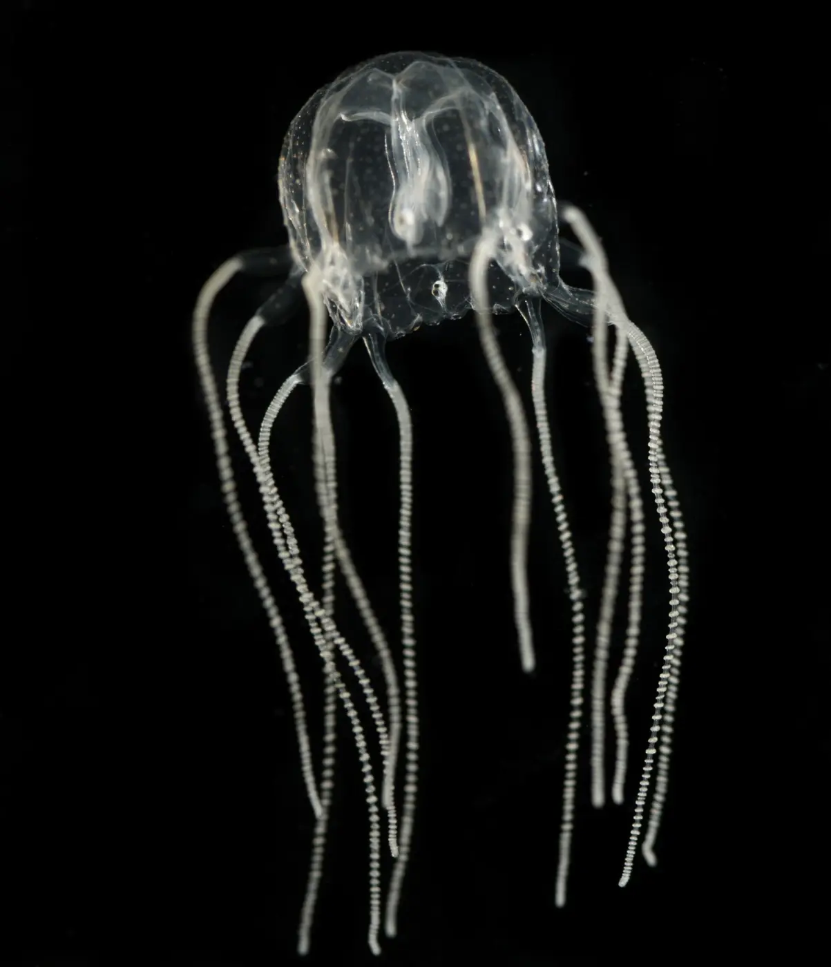 A transparent box jellyfish with long, beaded tentacles against a black background