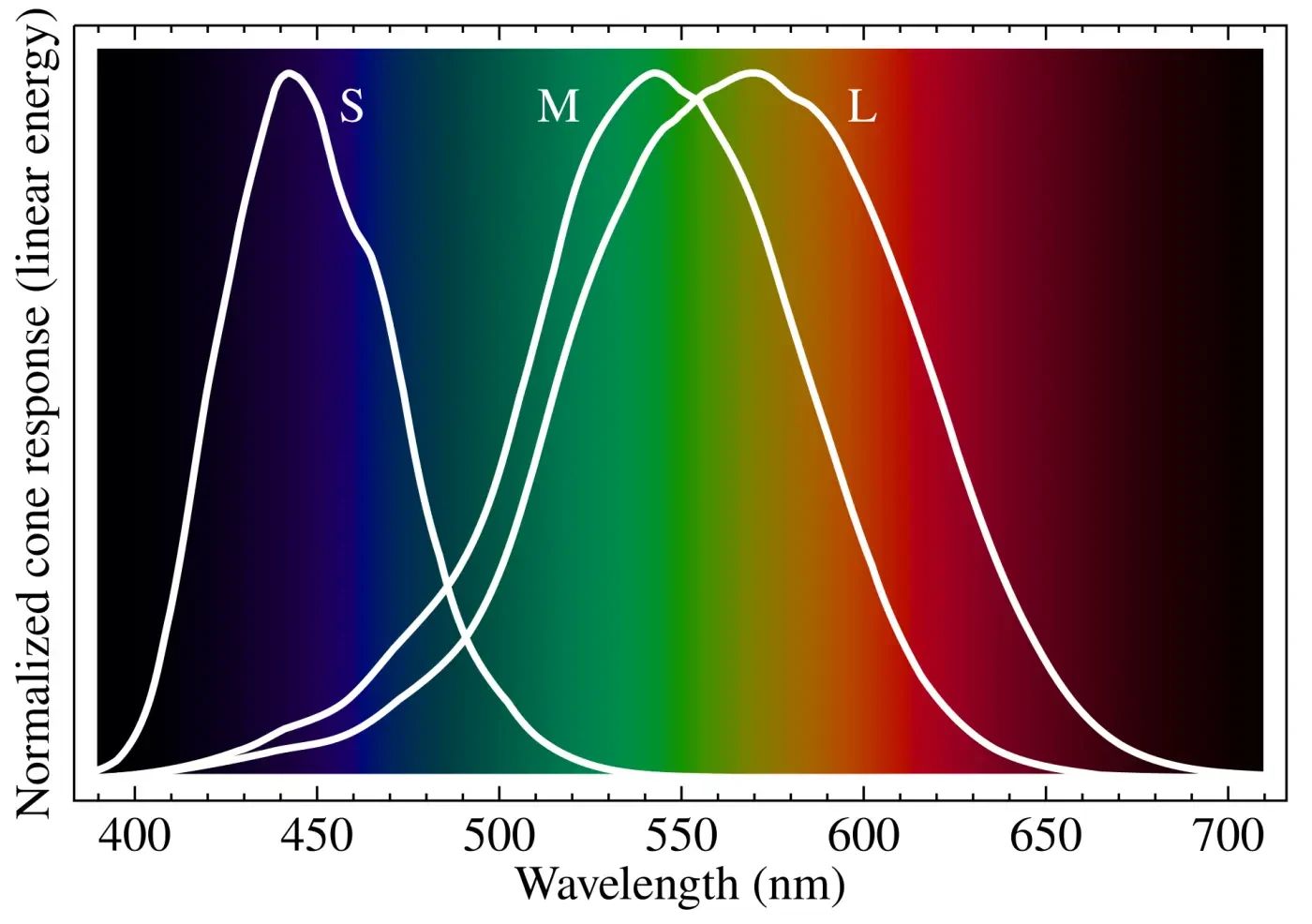 Chart: sensitivity curves of the S, M and L cones across the color spectrum from 400 to 700 nanometers