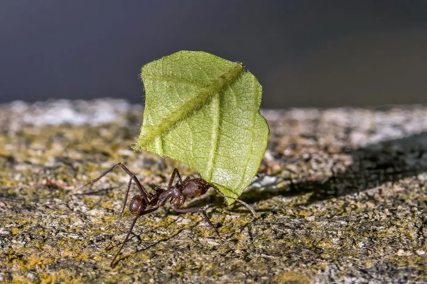 A leafcutter ant carrying a piece of leaf