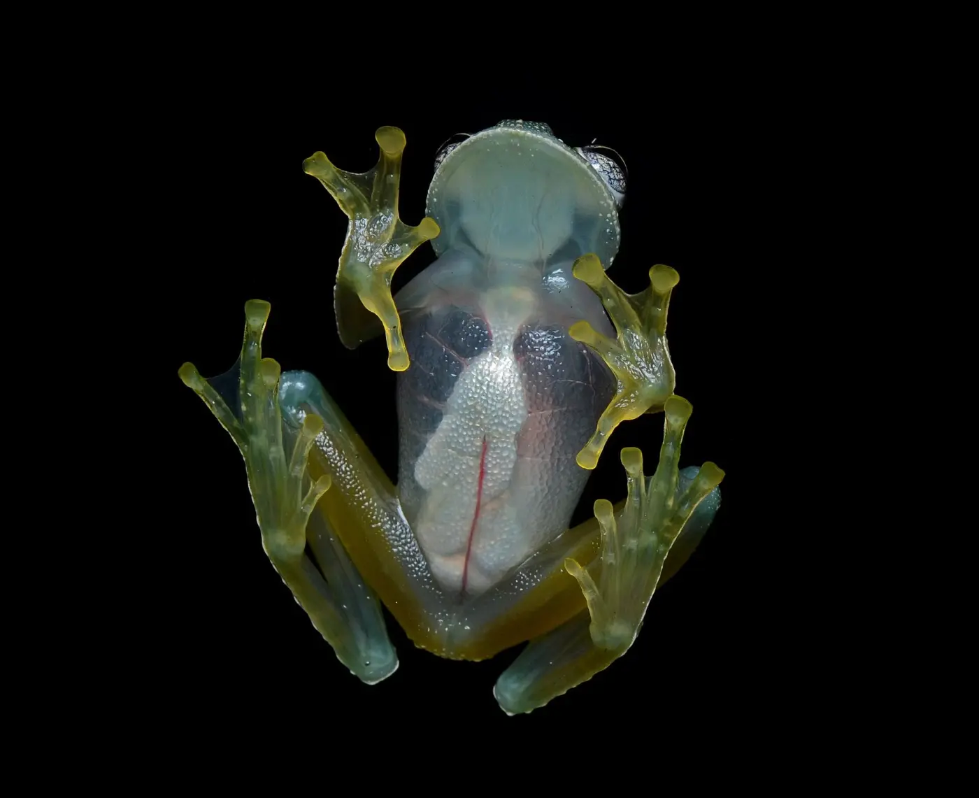 A glass frog seen from below: its organs are visible through skin and muscle