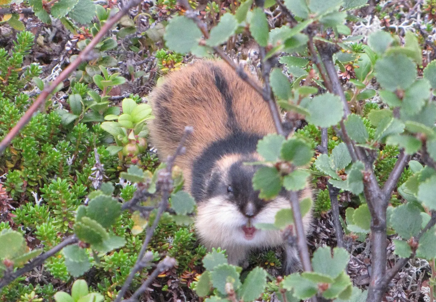 A lemming among dwarf shrubs in the Kevo nature reserve in Finland