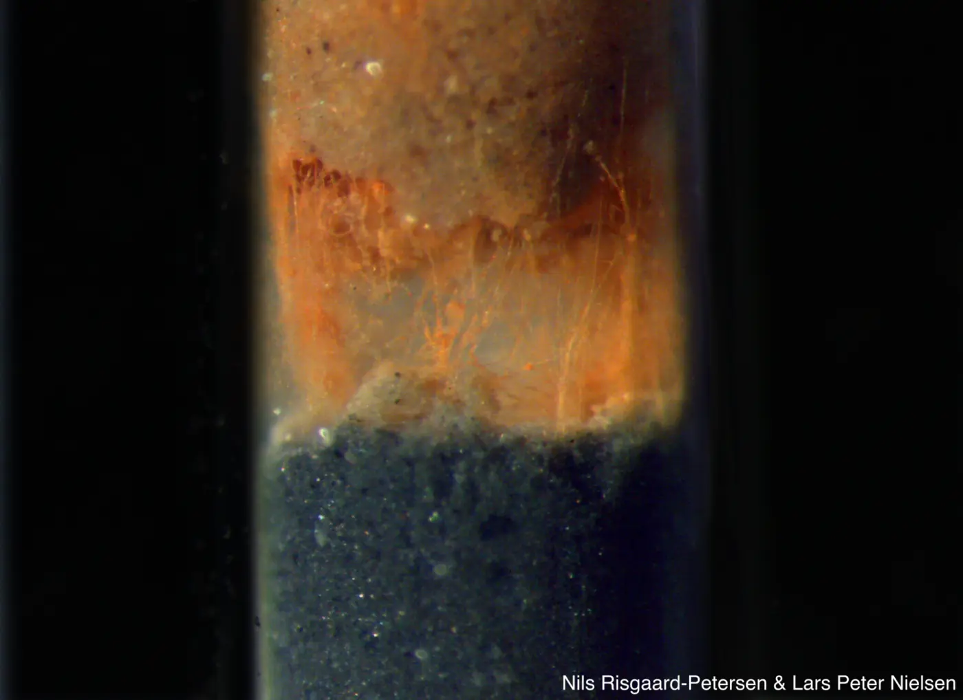Fine threads of cable bacteria between two layers of sediment pulled apart in a glass tube