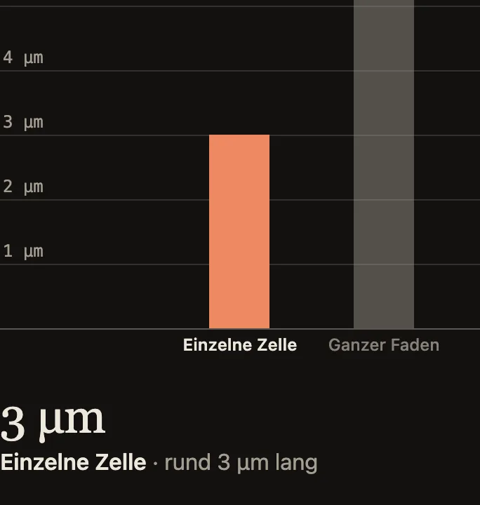 Größenzoom von einer einzelnen Zelle (etwa 3 Mikrometer lang) zum Faden eines Kabelbakteriums aus über 10.000 Zellen (rund 3 Zentimeter).