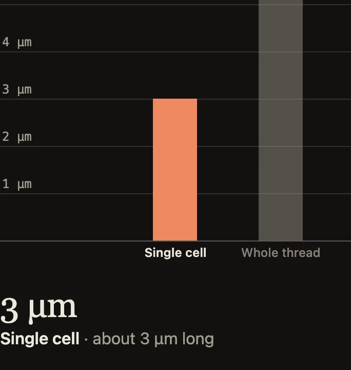 Scale zoom from a single cell (about 3 micrometres long) to the filament of a cable bacterium made of more than 10,000 cells (about 3 centimetres).