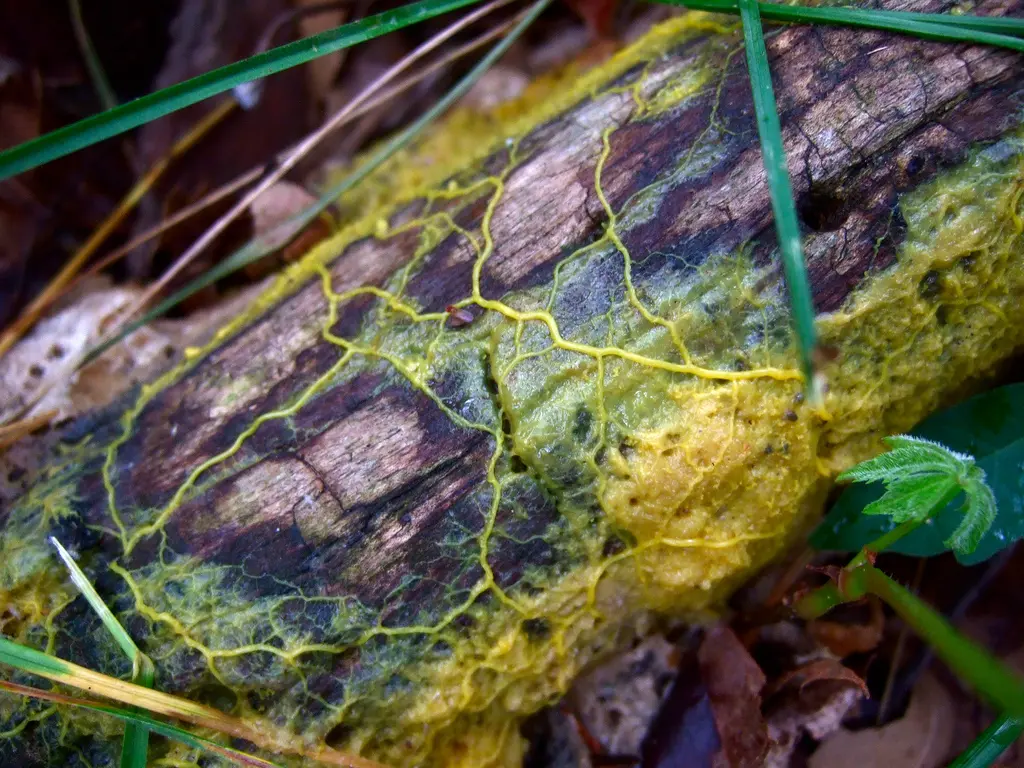Yellow web of the slime mould Physarum polycephalum on a rotting branch