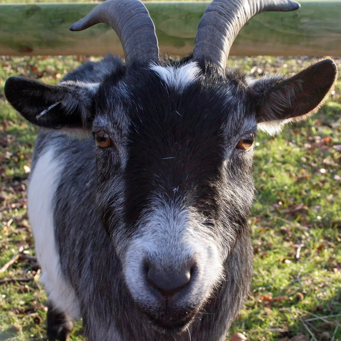 A grey goat with horns looking straight into the camera