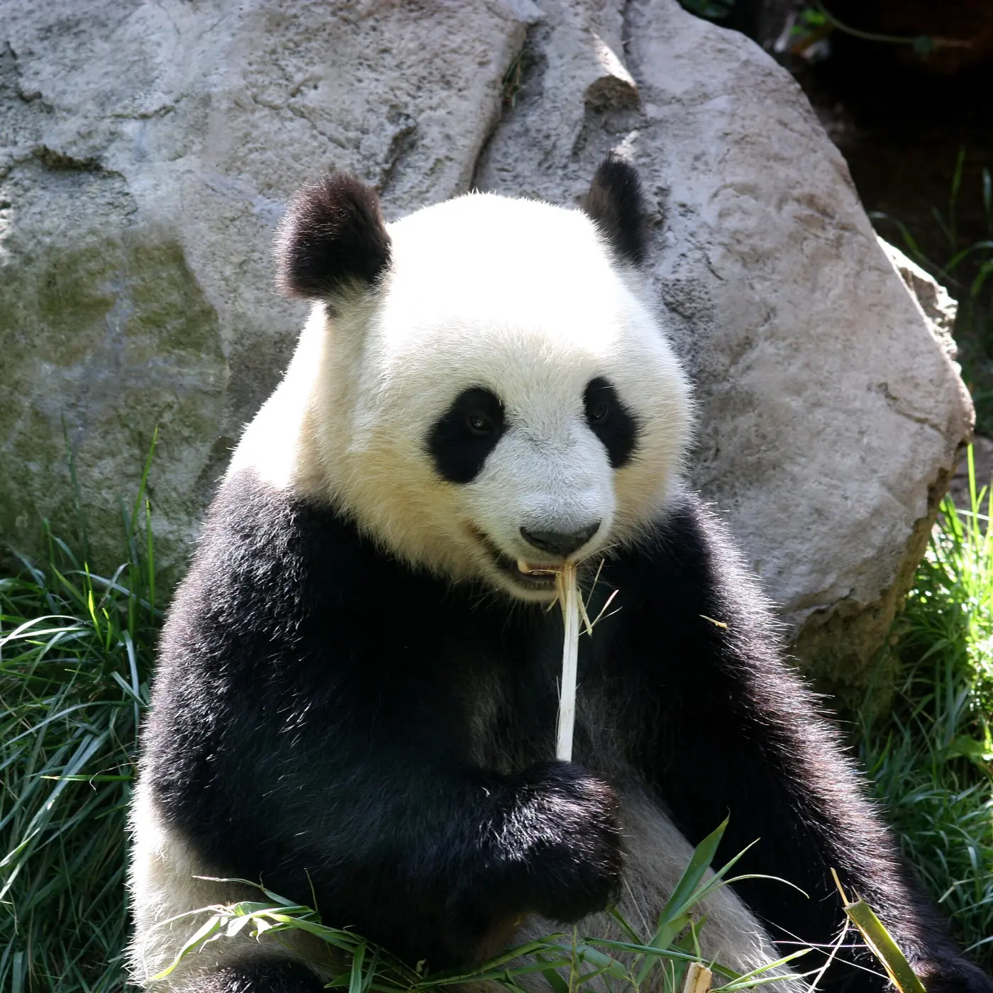 A giant panda sits in front of a rock, chewing on a bamboo stalk