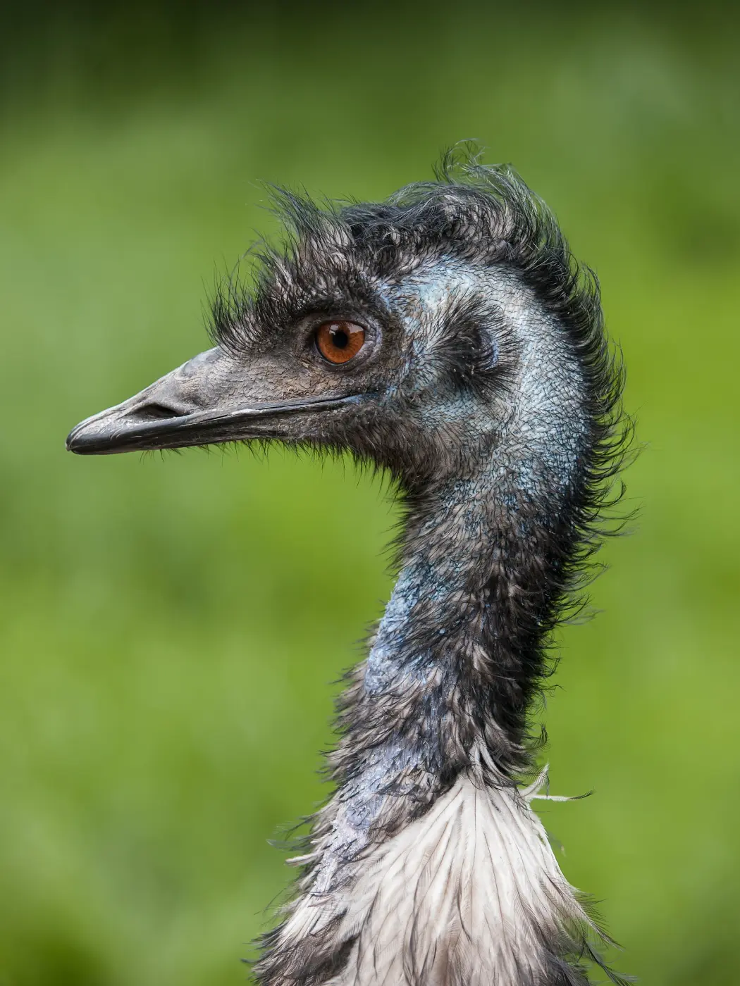 Head and neck of an emu in profile with an orange eye against a green background