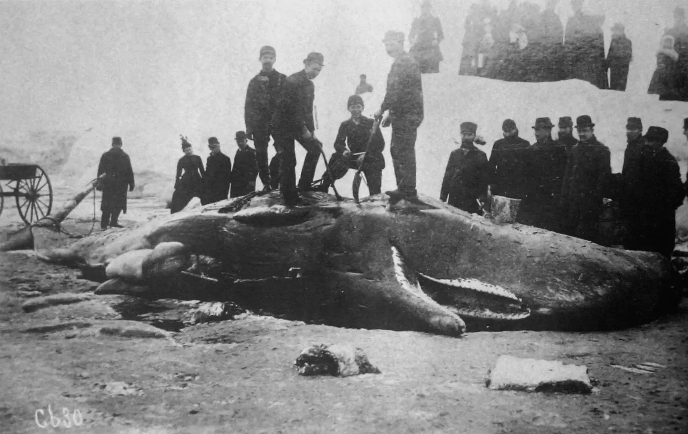 Historical black-and-white photo: men in coats stand on and beside a beached sperm whale (not the Florence whale)