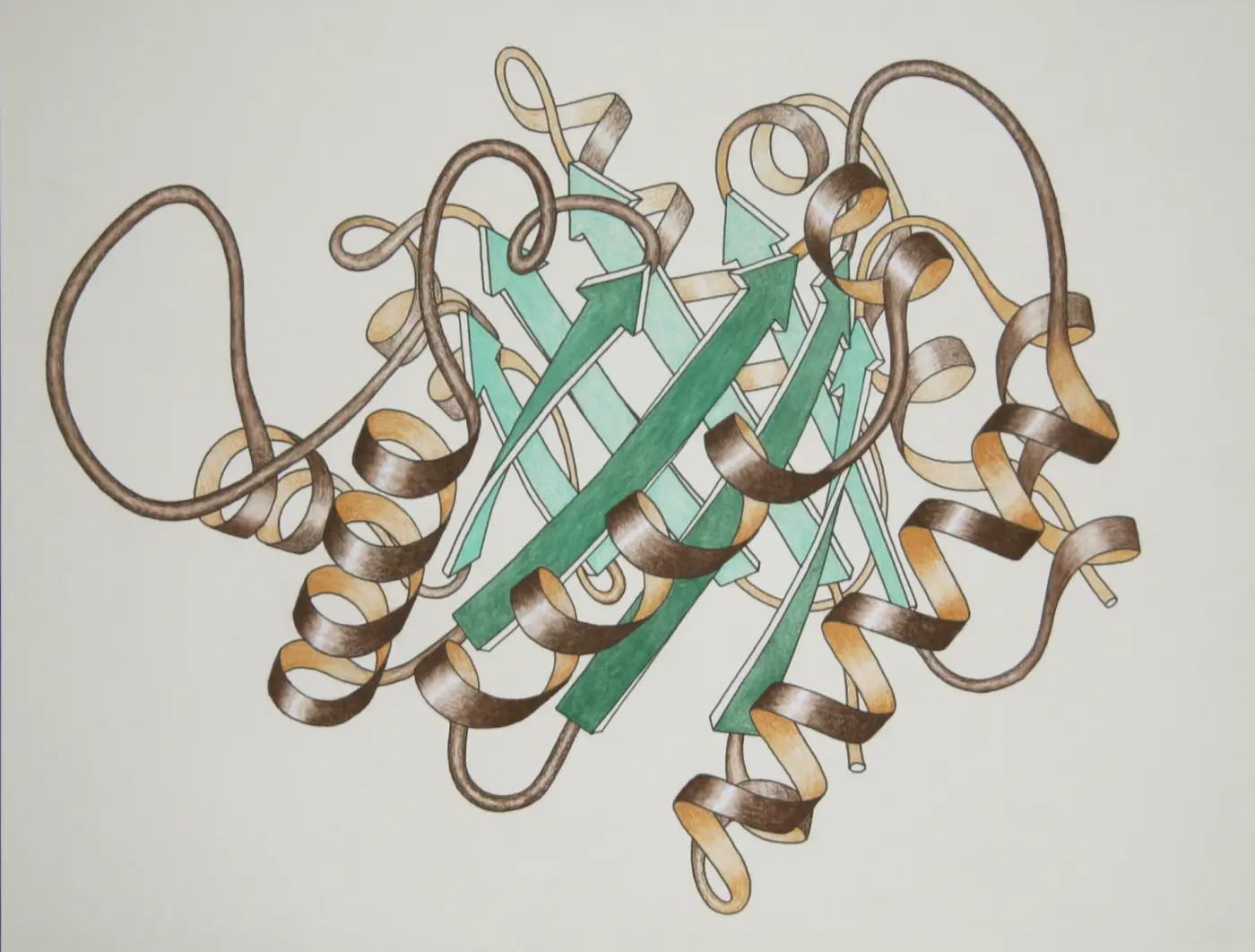 Hand-drawn ribbon diagram of a protein: green arrows inside, brown spirals wrapped around
