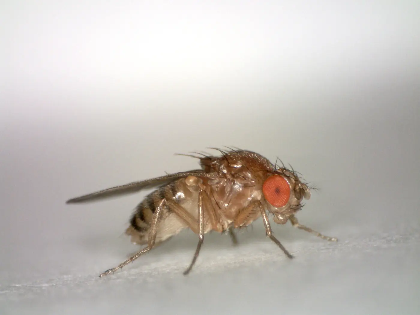 Eine Taufliege mit roten Augen steht auf weißem Papier, seitlich durchs Mikroskop fotografiert