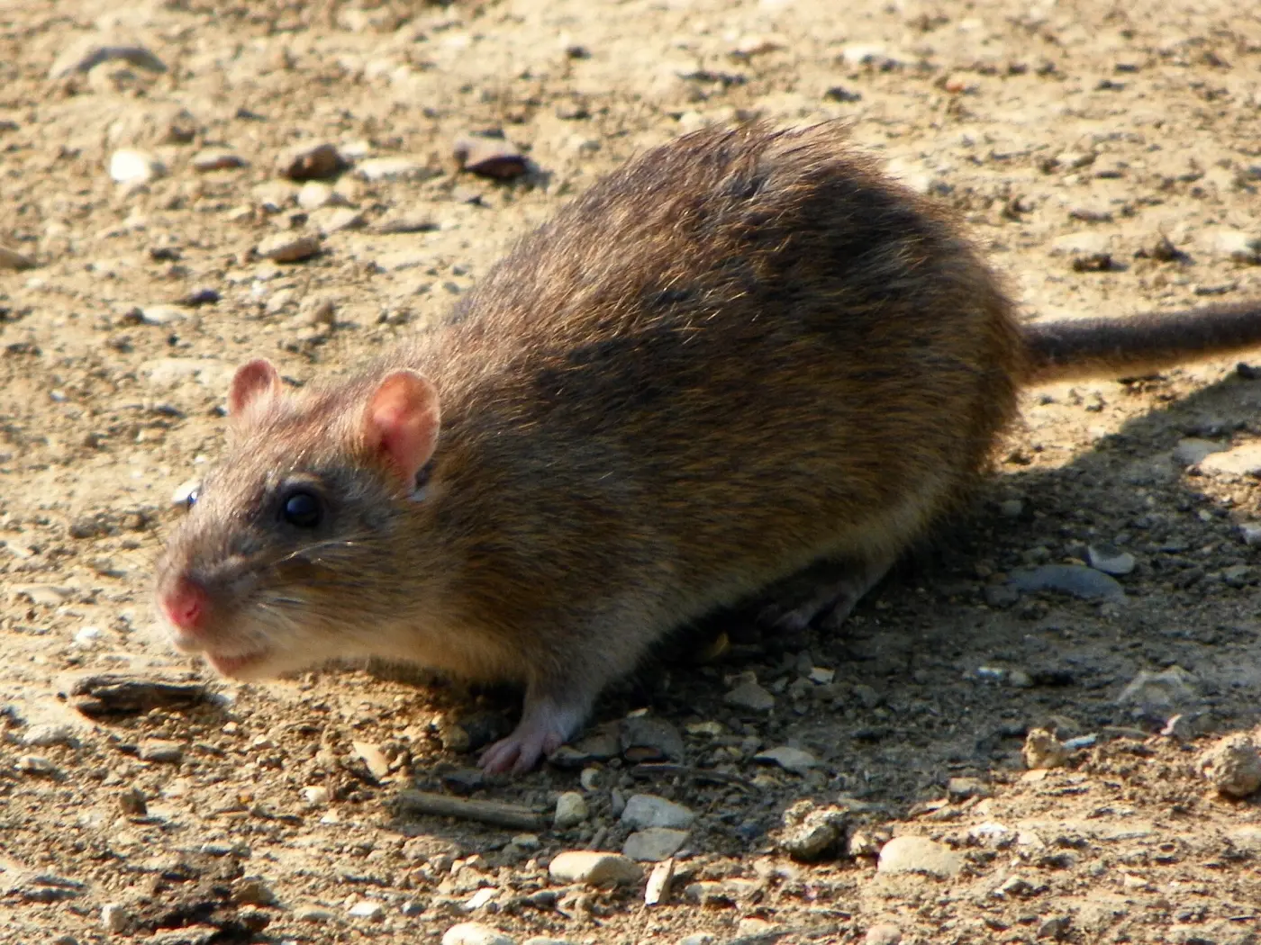 Eine braune Ratte auf sandigem Boden, von der Seite