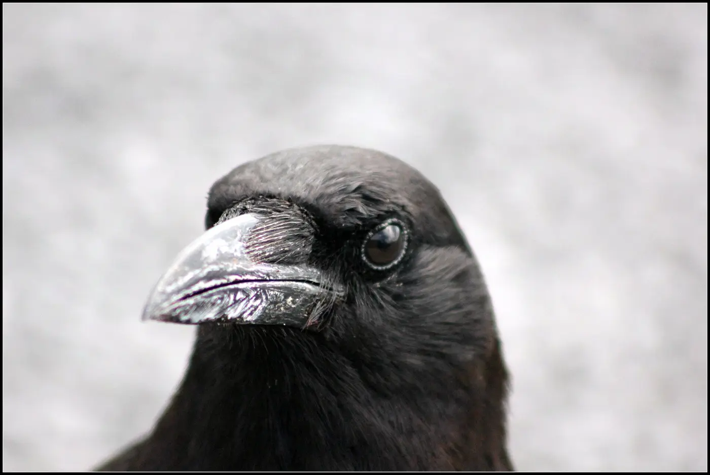 Head of a black crow with a strong beak, close-up against a light background