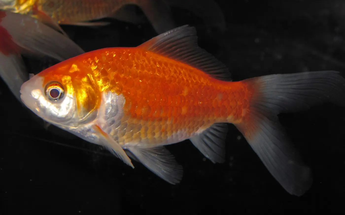 An orange-gold goldfish swimming against a dark background