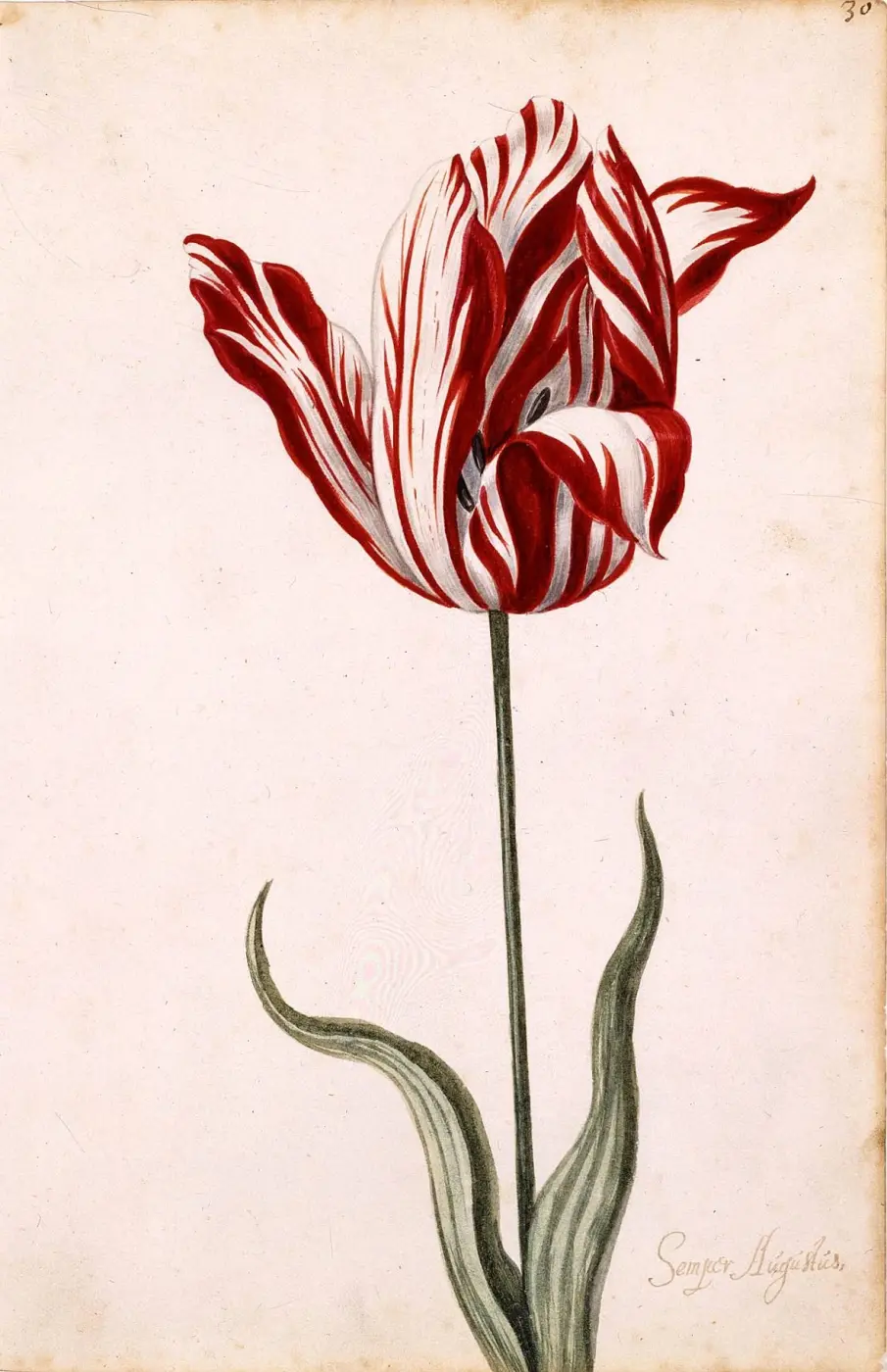 Watercolour of a tulip with white petals streaked with red flames and stripes
