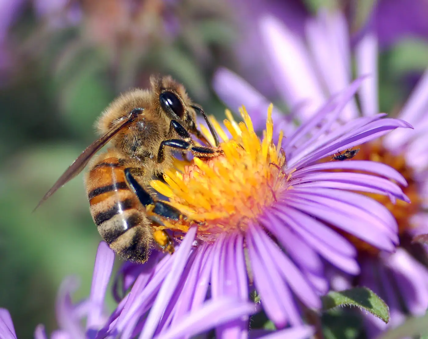 A honey bee sits on a purple aster with a yellow centre