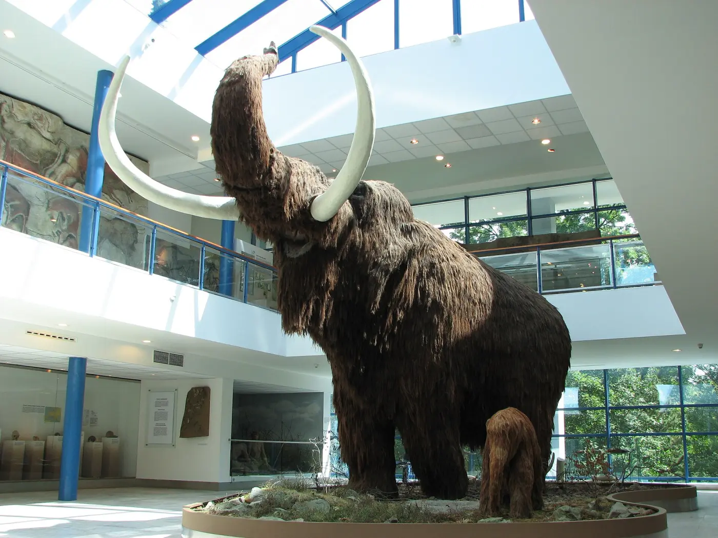 Life-size model of a shaggy woolly mammoth with long curved tusks in a museum hall